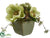 Anemone, Viburnum Berry - Green - Pack of 6