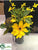 Rudbeckia, Morning Glory - Yellow - Pack of 4