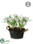 Crocus - White - Pack of 2