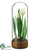 Tulip - White - Pack of 6