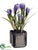 Crocus - Lavender - Pack of 6