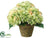 Hydrangea - Green - Pack of 2