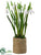 Snowdrop - White - Pack of 12