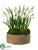 Snowdrop - White - Pack of 4