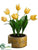 Tulip - Yellow - Pack of 2