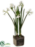 Silk Plants Direct Paperwhite Narcissus - White - Pack of 2