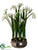 Paperwhite Narcissus - White - Pack of 2