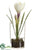 Crocus - White - Pack of 12