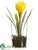 Crocus - Yellow - Pack of 12