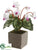 Cyclamen - Cream Purple - Pack of 6