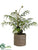 Fern - Green - Pack of 1