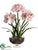 Amaryllis - Pink - Pack of 1