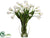 Tulip - Cream Green - Pack of 1