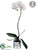 Phalaenopsis Orchid Plant - Blush - Pack of 1