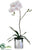 Phalaenopsis Orchid Plant - Blush - Pack of 1