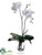 Phalaenopsis Orchid Plant - White Green - Pack of 1