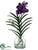 Vanda Orchid Plant - Violet - Pack of 1