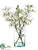 Vanda Orchid Plant - Cream Green - Pack of 1