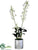 Dendrobium Orchid Plant - White - Pack of 1