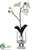 Phalaenopsis Orchid Plant - White Green - Pack of 6