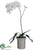 Phalaenopsis Orchid Plant - White Green - Pack of 1