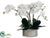 Phalaenopsis Orchid Plant - White Green - Pack of 1