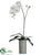 Phalaenopsis Orchid Plant - White Green - Pack of 1