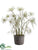 Queen Anne's Lace - White Green - Pack of 1