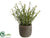 Rosemary - Green - Pack of 6