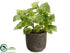 Silk Plants Direct Basil - Green - Pack of 6