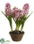 Hyacinth - Lavender - Pack of 4