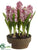 Hyacinth - Lavender - Pack of 2