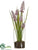 Grape Hyacinth - Purple - Pack of 12