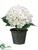 Hydrangea - Cream Green - Pack of 4