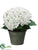 Hydrangea - Cream Green - Pack of 2