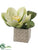 Lotus - White Green - Pack of 6