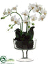 Silk Plants Direct Phalaenopsis Orchid Plant - White - Pack of 1