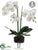 Phalaenopsis Orchid Plant - White - Pack of 1