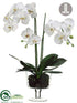 Silk Plants Direct Phalaenopsis Orchid Plant - White - Pack of 1