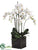 Phalaenopsis Orchid Plant - White - Pack of 1