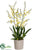 Oncidium Orchid Plant - Yellow - Pack of 1