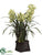 Cymbidium Orchid Plant - Green - Pack of 1