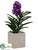 Vanda Orchid Plant - Violet - Pack of 1