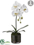 Silk Plants Direct Phalaenopsis Orchid Plant - White - Pack of 4