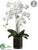 Phalaenopsis Orchid Plant - White - Pack of 1