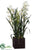 Cymbidium Orchid Plant - Green - Pack of 1