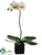 Phalaenopsis Orchid Plant - White Green - Pack of 4