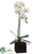 Phalaenopsis Orchid Plant - White Green - Pack of 2