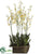 Oncidium Orchid Plant - Yellow Burgundy - Pack of 1