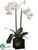 Phalaenopsis Orchid Plant - White Green - Pack of 1